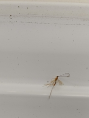Macrocentrinae