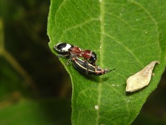 Eudiagogus episcopalis