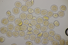 Puccinia lapsanae