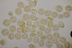 Puccinia lapsanae