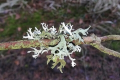 Pseudevernia furfuracea