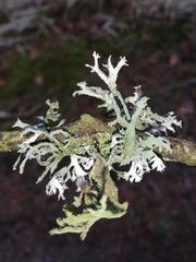 Pseudevernia furfuracea