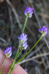 Polygala nuttallii