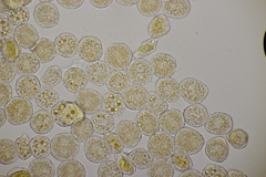 Puccinia lapsanae