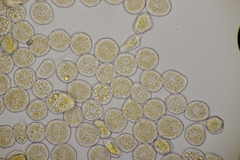 Puccinia lapsanae