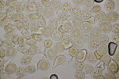 Puccinia lapsanae