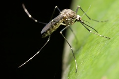 Aedes fluviatilis