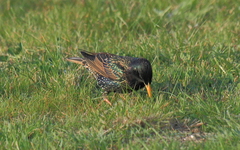Sturnus vulgaris