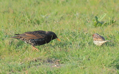 Passer domesticus