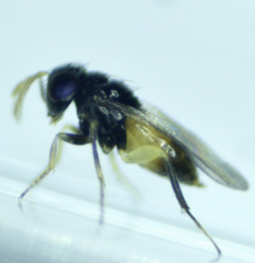 Aphelinidae