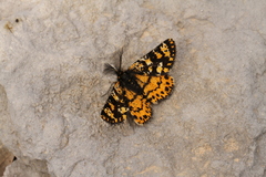 Eurranthis plummistaria