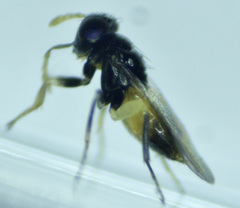 Aphelinidae
