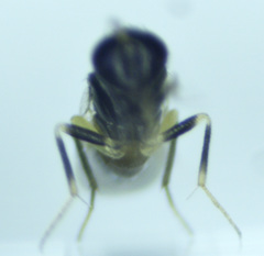 Aphelinidae