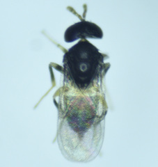 Aphelinidae