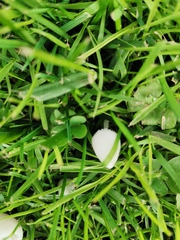 Conocybe romagnesii