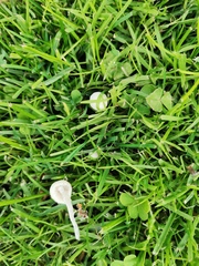 Conocybe romagnesii
