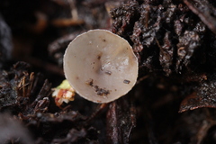 Ciboria amentacea