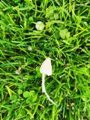 Conocybe romagnesii