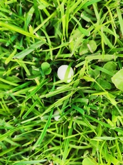 Conocybe romagnesii