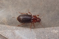 Harpalus desertus