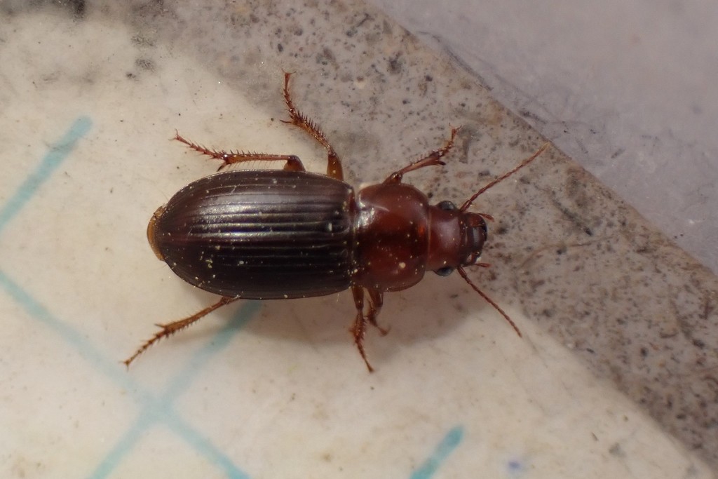 Harpalus desertus