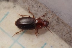 Harpalus desertus