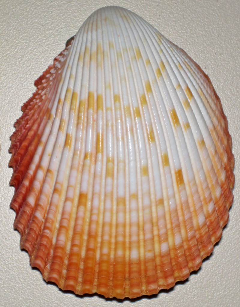 Magnum Pricklycockle