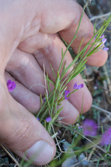 Polygala nuttallii