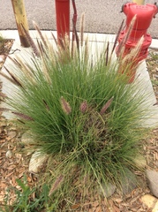 Cenchrus setaceus