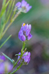 Polygala nuttallii