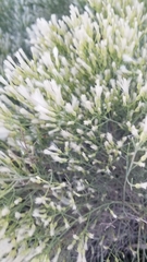 Baccharis notosergila