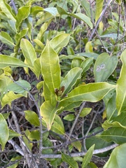 Melodineae