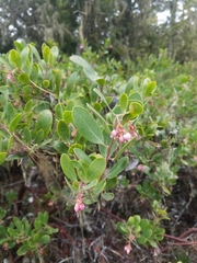 Arctostaphylos × media