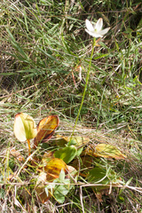 Parnassia grandifolia