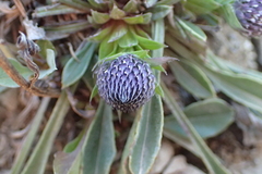 Globularia