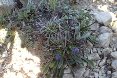 Globularia