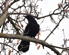 Corvus brachyrhynchos