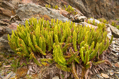 Polystichum mohrioides