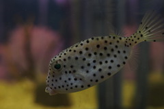 Horn-Nosed Boxfish photo 3