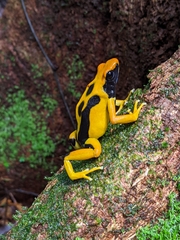 Dendrobates tinctorius