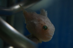 Eumicrotremus pacificus