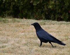 Corvus brachyrhynchos