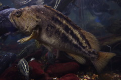 Sebastes trivittatus