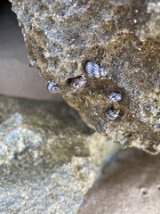 Echinolittorina interrupta