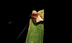 Verrucosa arenata image