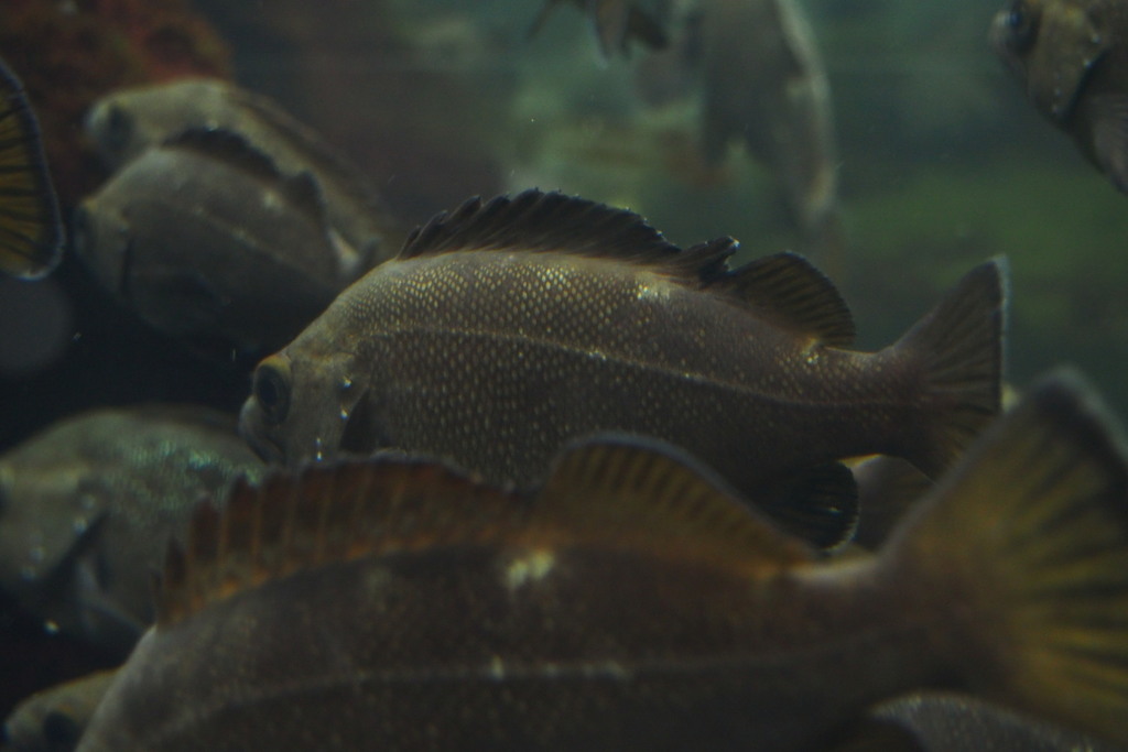 White-Edged Rockfish
