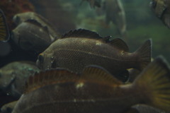White-Edged Rockfish photo 1