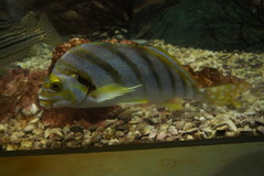 Goniistius zonatus