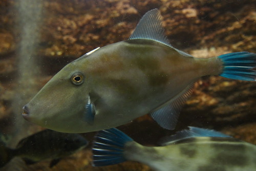 Thamnaconus modestus