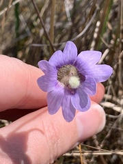 Pinguicula caerulea image